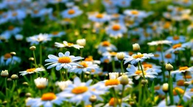 اگه عاشق بابونه ای به این دشت سفر کن | دشت گل های بابونه فندقلوی اردبیل + عکس