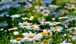 اگه عاشق بابونه ای به این دشت سفر کن | دشت گل های بابونه فندقلوی اردبیل + عکس